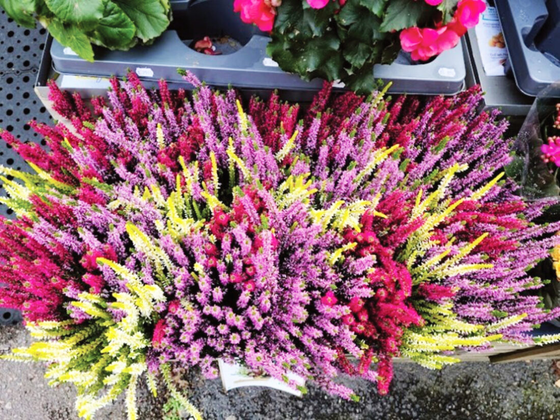 Heaths and heathers: What’s the difference?